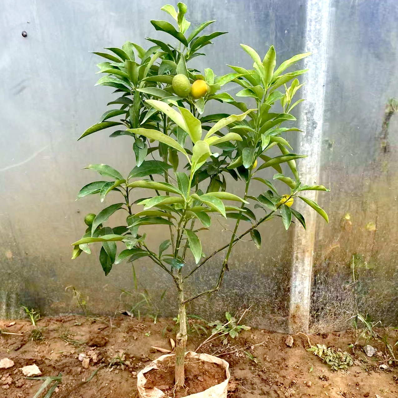 金桔苗脆皮金桔树苗盆栽带皮食用皮薄汁多脆甜金橘苗四季蜜糖金桔