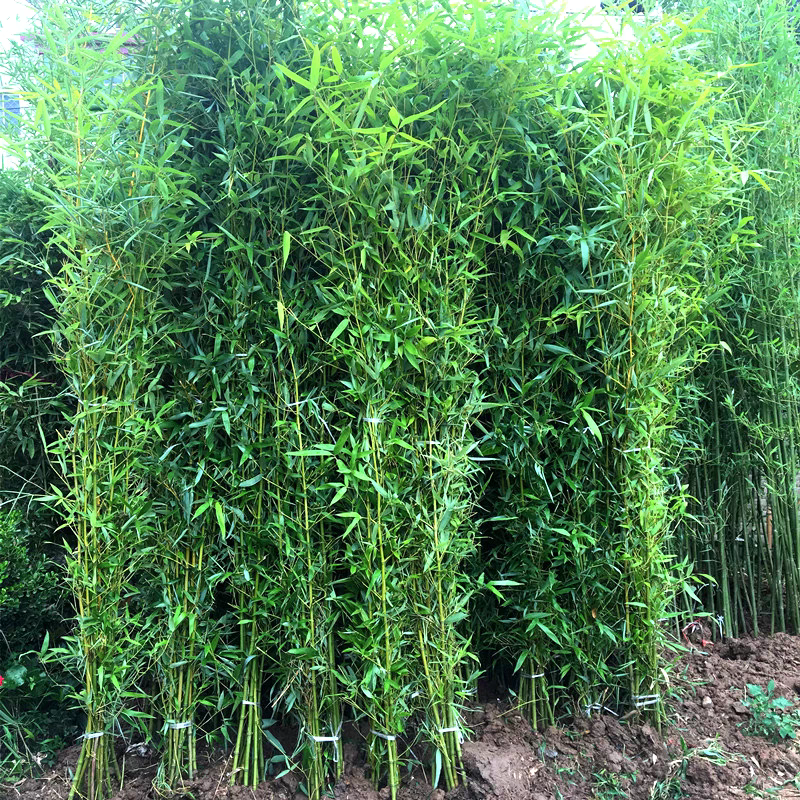 耐寒早园竹子苗庭院四季青竹苗盆栽篱笆竹苗地栽绿化苗别墅围墙