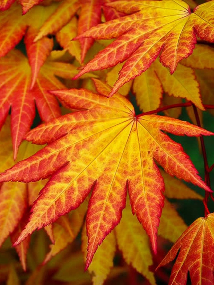 秋月日本枫树进口红枫新品种 团扇叶白泽槭 阳台庭院室内盆栽枫树