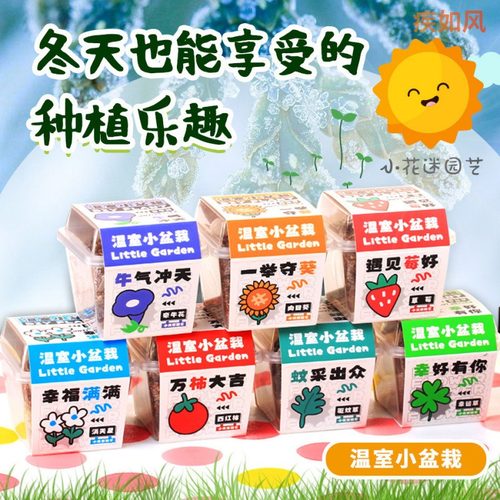 元旦奖励学生温室小盆栽盲盒