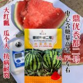 鼎优秀都二号西瓜种子美都西瓜种子糖度高早熟抗病耐裂大红瓤西瓜