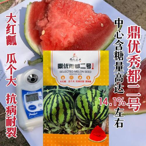 鼎优秀都2号西瓜种子抗病耐裂