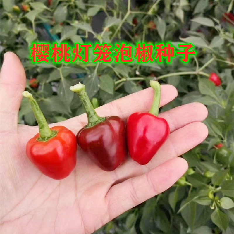 川椒红灯笼辣椒种子四季樱桃红泡椒种籽蔬菜种辣椒樱桃种高产辣椒
