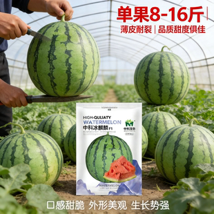 中科茂华西瓜种子中科冰麒麟高产薄皮耐裂甜瓜种子品质糖度俱佳