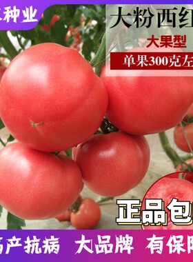 西红柿种孑籽大番茄抗TY农家硬粉西红柿种籽四季阳台盆栽蔬菜种子