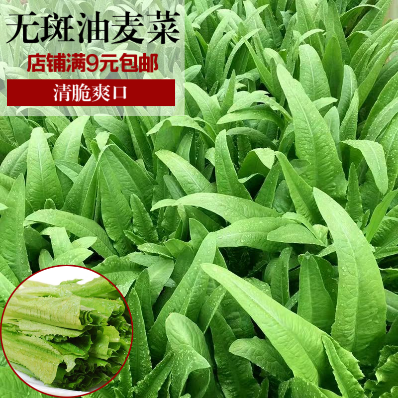 高产四季油麦菜种子包邮口感鲜嫩春季秋季冬季夏季盆栽蔬菜种子R