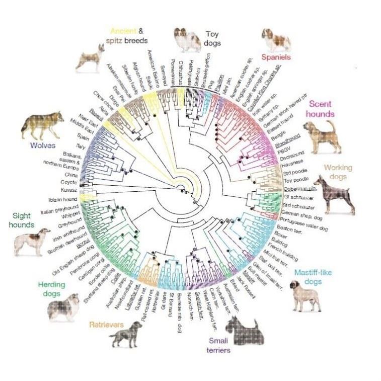 进化树/基因家族分析/作树/系统发育树/发生树/phylogenetic tree