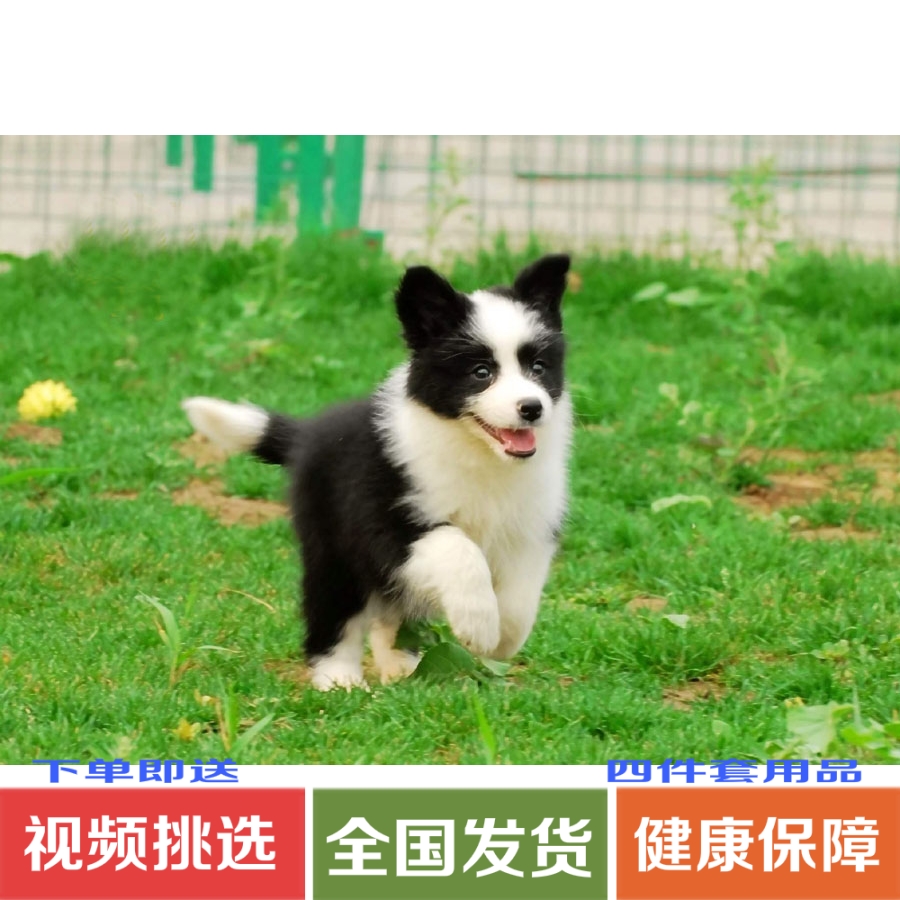 纯种家养边境牧羊犬阿拉斯加哈士奇金毛幼犬边牧幼犬活体宠物狗狗