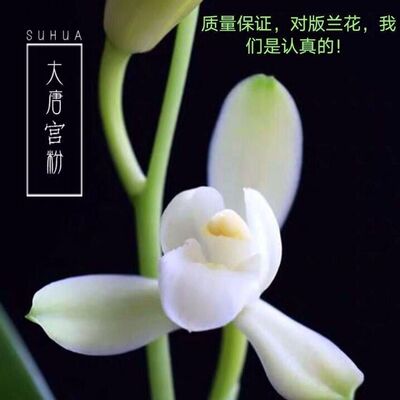 6-11花苞浓香大唐花苗内外花卉月