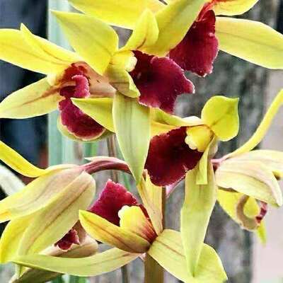 花苞花苗蕙兰红尘天骄内外阳台带