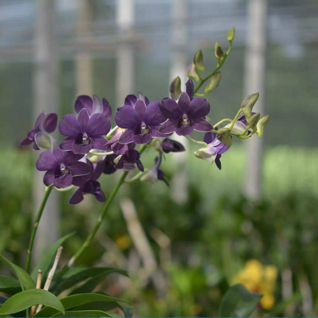 开花浓香型【紫玲珑】石斛泰国石斛紫色大花石斛兰花期长净化空气