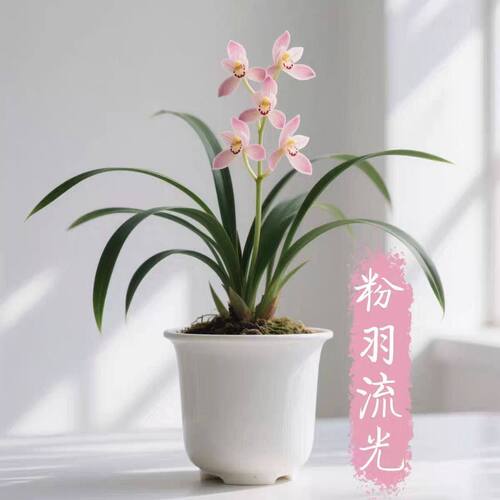 将上名品兰花春兰流光浓香阳台即