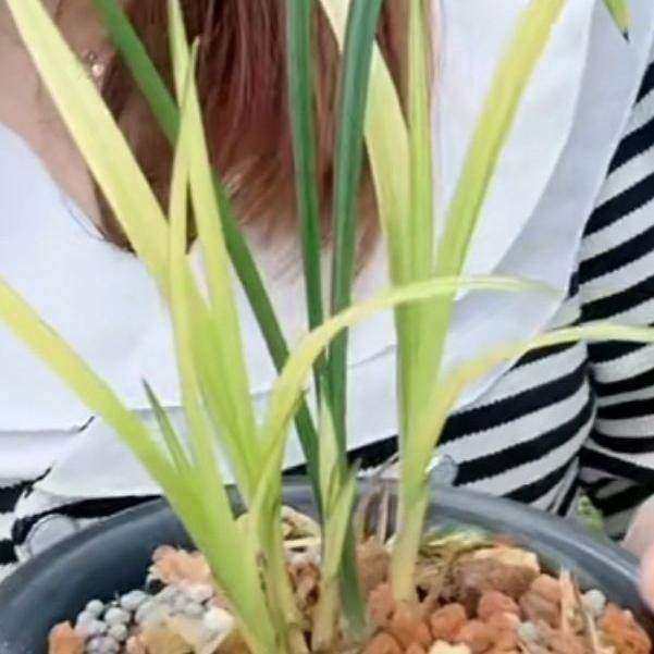 先明艺兰花苗【云南兰花】室内外阳台兰花大全红花叶艺兰草浓香型