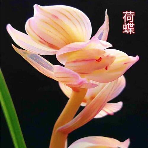 浓香型将上开花春兰阳台内外盆栽