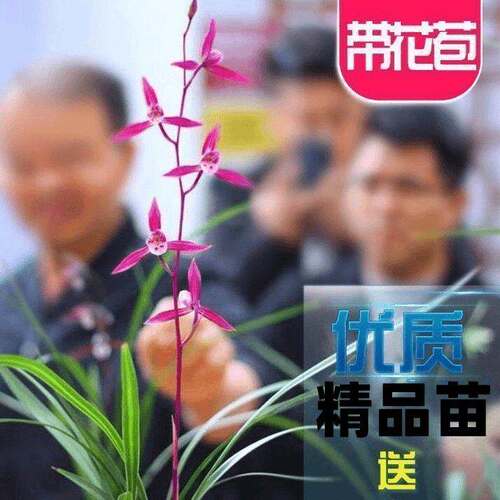 浓香型花苗花苞玫瑰妖姬新品盆栽