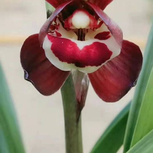 红荷红春兰浓香即将上花净化空气