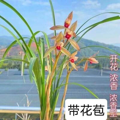 浓香型花苞客厅新品春兰彩虹花卉