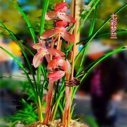 浓香型将上兰花七彩盆栽花卉大全