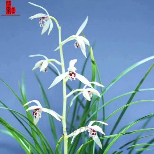 闭月羞花花苞兰花新品蕙兰复色带