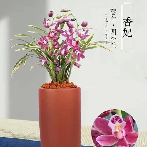 浓香型开花金边兰花全色香妃当年