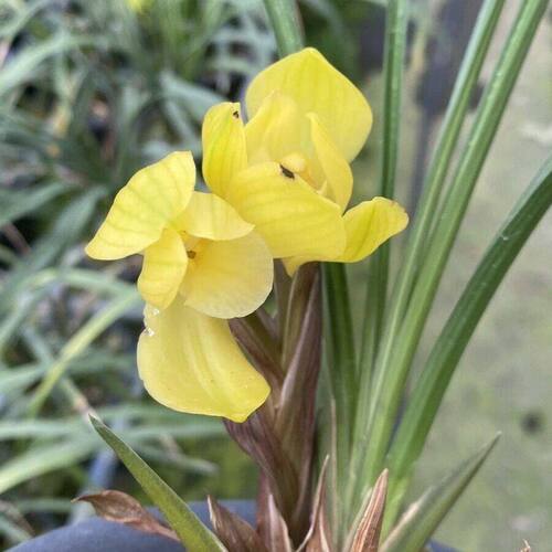 花苞培育新品花苗当年开花阳台带