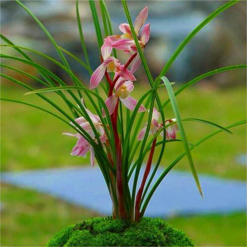 兰花花苞新店开张新品名贵花苗带