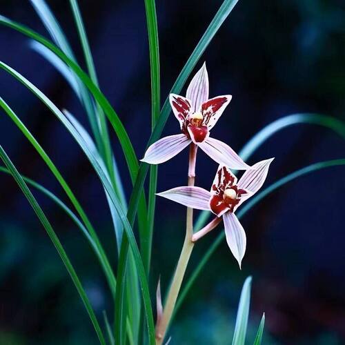 花苞兰花春兰新品满天盆栽内外带