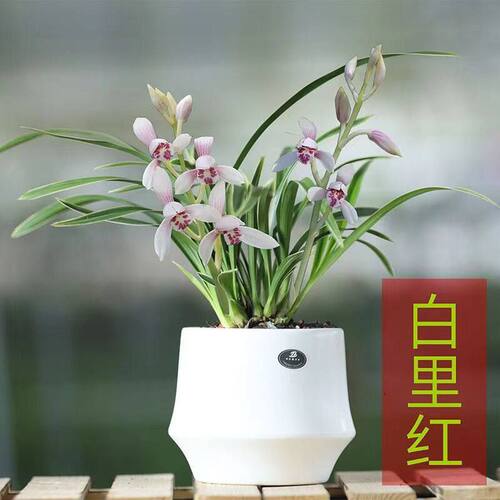 小苍兰水培香水金边花苗内外植物