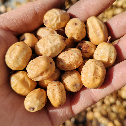 生苦楝子2025采摘老楝树果 苦练枣子楝实子苦心子苦楝子核中药材