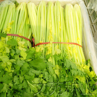 黄芹种子种籽黄金芹菜种子马家沟黄芹阳台盆栽四季播秋播蔬菜种孑