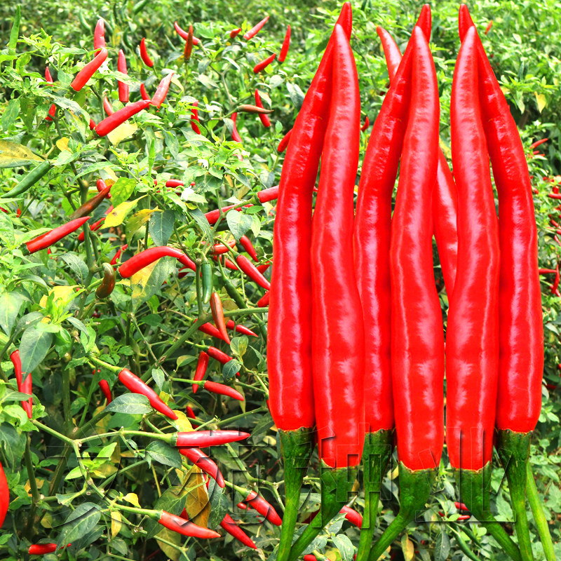 大艳红辣椒种单生朝天椒种籽超辣小米椒辣椒种子春秋播蔬菜种孑苗