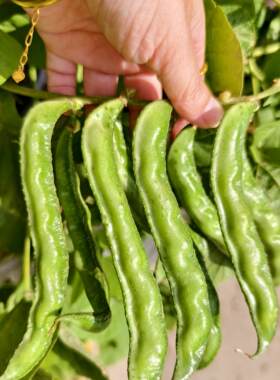 寿光蔬菜种子老品种梅豆当季新鲜豆狗爪豆气泡豆四季豆秋豆气豆角