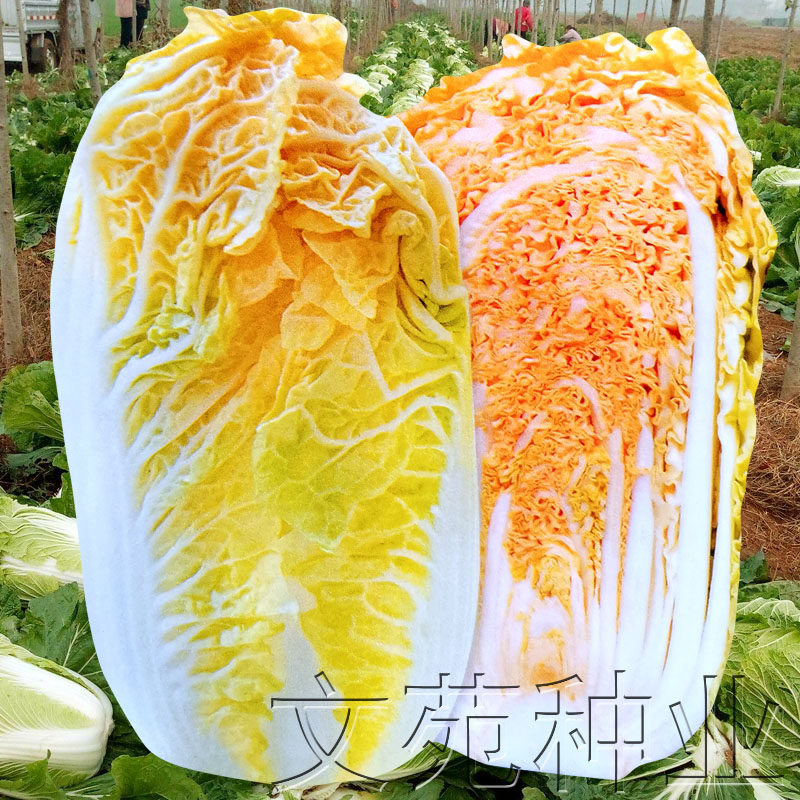橘红心大白菜种子秋播桔心白菜种孑鸡蛋黄白菜籽四季秋播蔬菜种子,鲜花速递/花卉仿真/绿植园艺,家庭园艺种子,淘宝优惠券,粉丝福利购,淘宝优惠卷