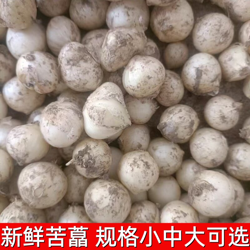 圆葱苦藠野葱新鲜团葱洋葱头苦茭小根蒜小薤白鲜野生苦叫肖蒜苦芥