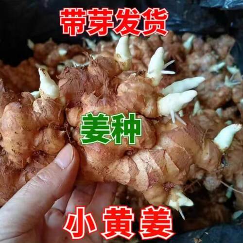 正宗小黄姜种子种植生姜老姜种籽