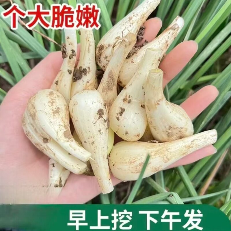 荞头新鲜藠头时令叫头荞子荞头薤头农家自种现挖茭头四川泡菜教头