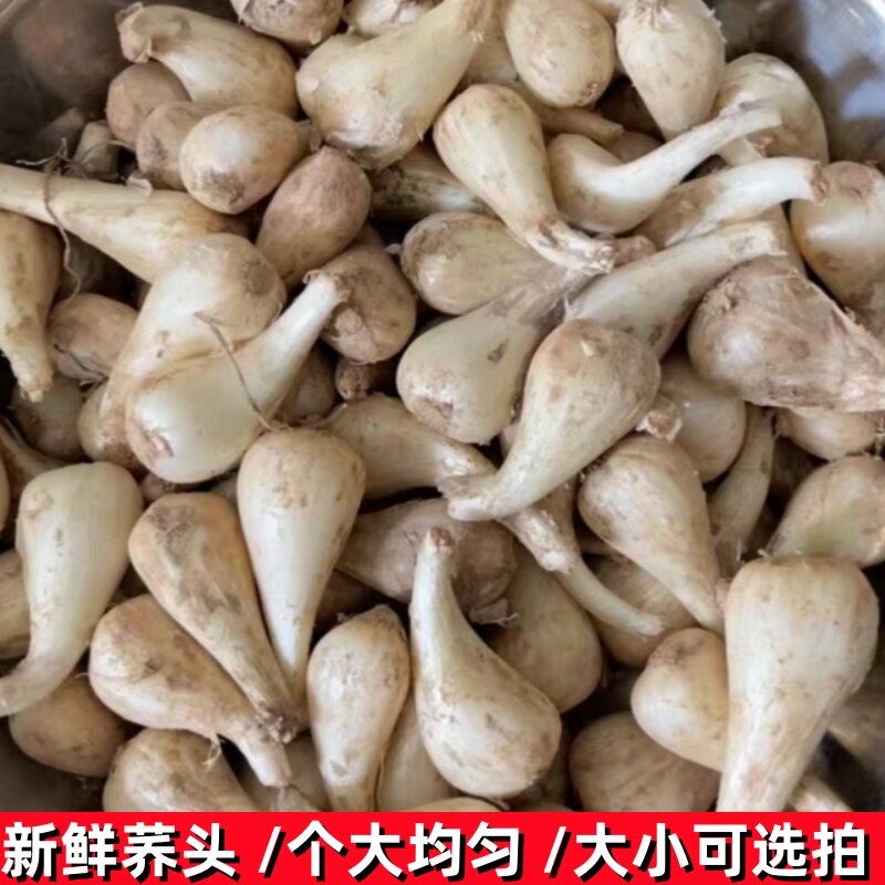现挖荞头农家叫头茭白去茎去叶新鲜教头薤头荞子葱头四川泡菜藠头