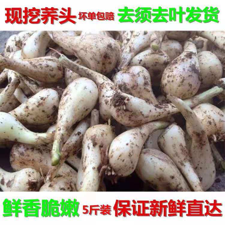 荞头农家叫头现挖茭头去茎去叶新鲜教头薤头荞子四川葱头泡菜藠头