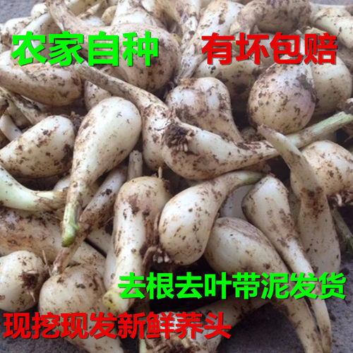 农家自种荞头新鲜大教头现挖葱头