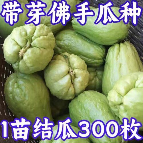 云南带芽佛手瓜苗四季新鲜丰收瓜