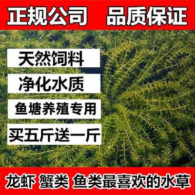 鱼塘水草种子孑籽苦伊乐