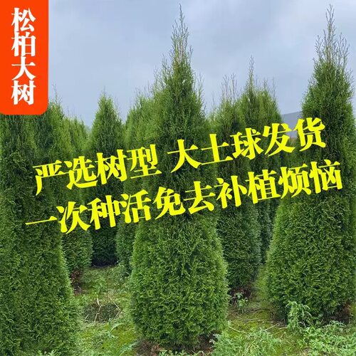 塔柏树苗松树苗侧柏树苗宝塔松柏树苗松柏树苗侧柏树苗四季常青树