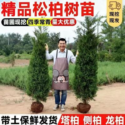 塔柏树苗松树苗侧柏树苗宝塔松柏树苗松柏树苗侧柏树苗四季常青树