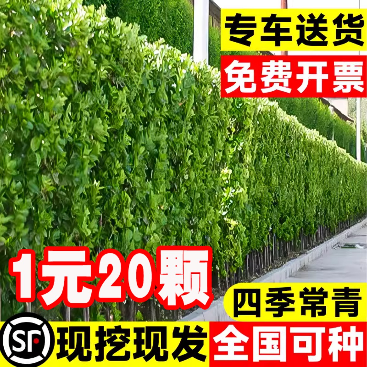 冬青树苗法国直立篱笆墙庭院围墙植物四季常青耐寒绿篱北海道黄杨