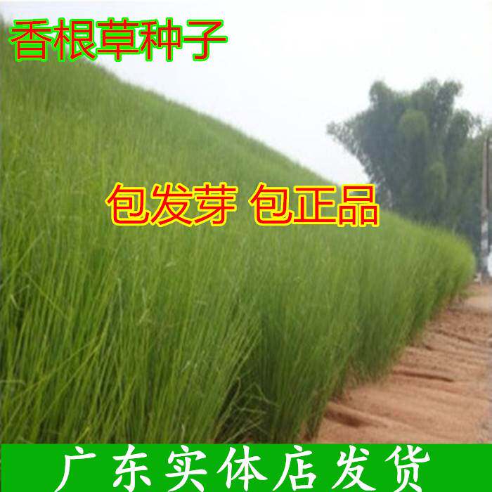 香根草种子 固土护坡草种四季青草坪种子高羊茅狗牙根百慕大草籽
