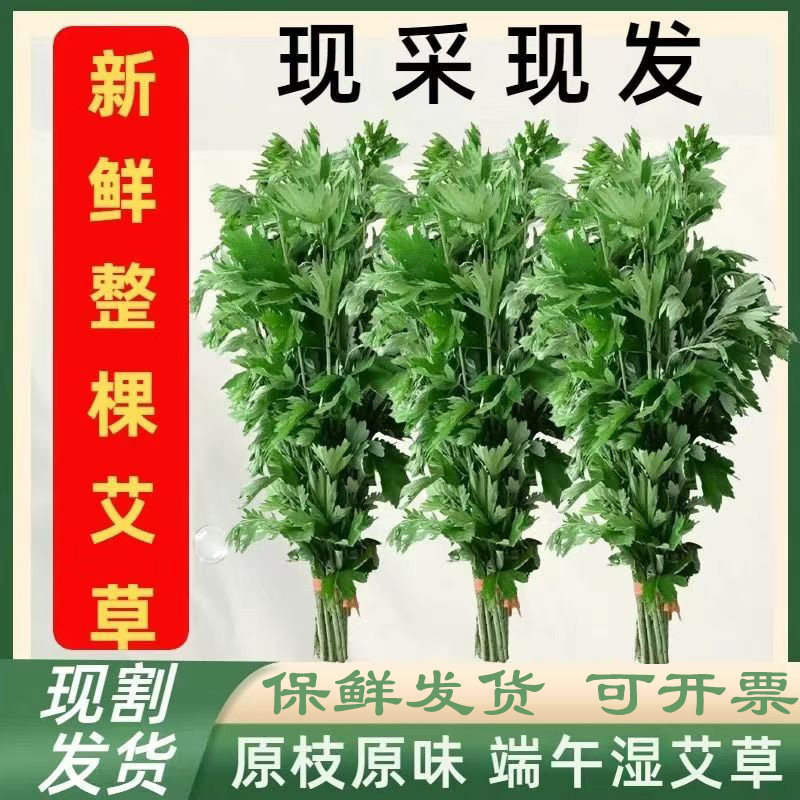 2026年端午节新鲜整颗艾草菖蒲挂门窗手工艾草花束挂饰艾草叶驱蚊
