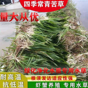 四季青矮生苦草长叶苦草水草鱼虾蟹养殖专用水草河道净化水质水草