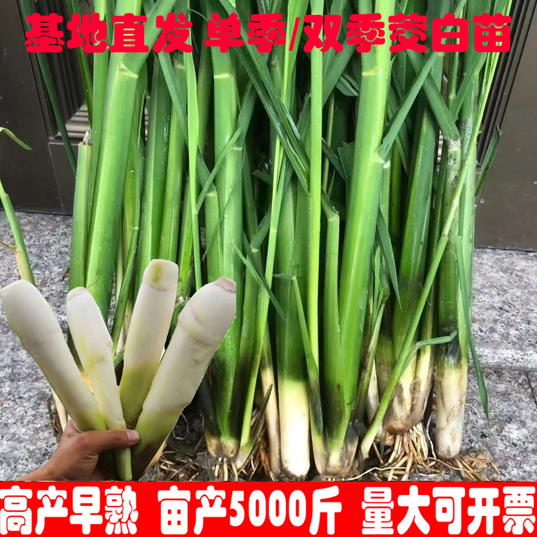 双季茭白种苗茭瓜种苗高笋高瓜苗