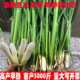双季 茭白苗种茭瓜种苗高笋种苗高瓜苗净化水质水生植物水生蔬菜苗
