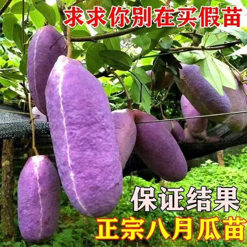 无籽八月瓜苗盆栽地栽紫色九月炸果香蜜瓜苗牛卵坨猫屎瓜苗九月黄